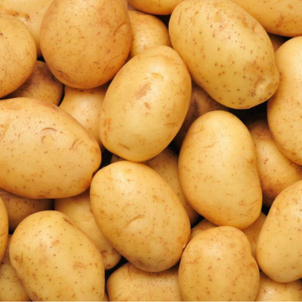 Patate sieglinde bio Patate sieglinde bio
